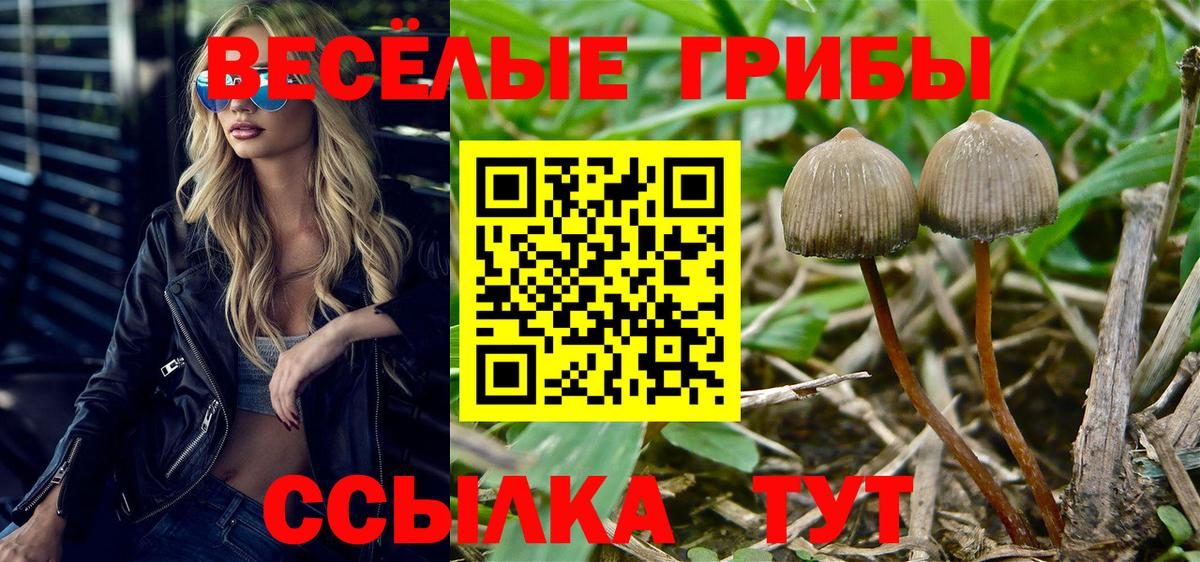 Галлюциногенные грибы Psilocybe  Вход с VPN  Щёлково 